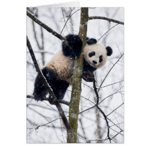Cartão Bebê Panda na Árvore
