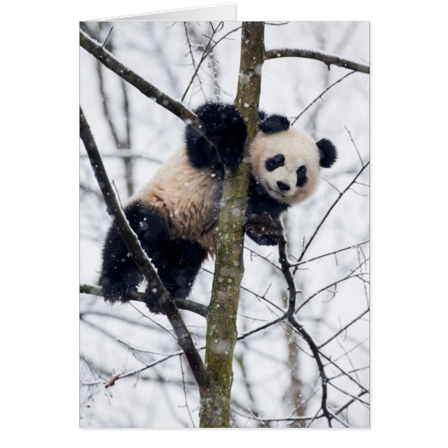 Cartão Bebê Panda na Árvore (Frente)