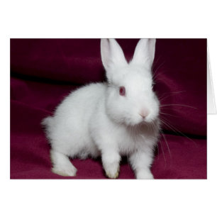 Cartão Bebê Scarlett