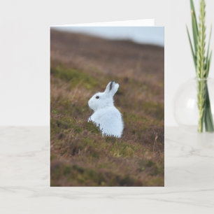 Cartão Bebê White Hare