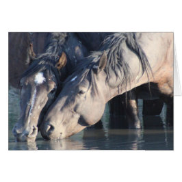Cartão Bebendo de Cavalos Selvagens no buraco de água.