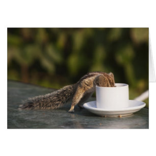 Cartão Bebendo do esquilo do copo de café no indiano