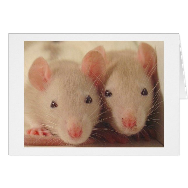 Cartão bebês (Frente Horizontal)