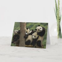bebês de panda gigante (Ailuropoda melanoleuca)
