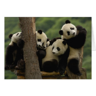 Cartão bebês de panda gigante (Ailuropoda melanoleuca)