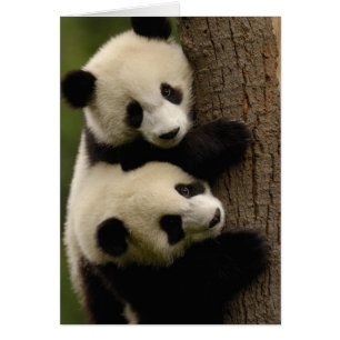 Cartão Bebês de panda gigante (Ailuropoda melanoleuca) 2