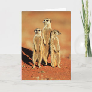 Cartão Bebês Mais Pobres 3 Meerkats