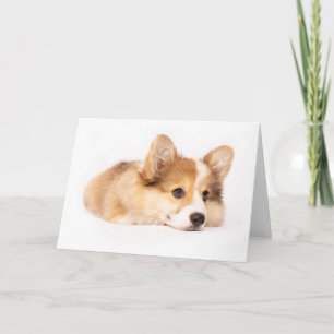 Cartão Bebês Mais Pobres   Baby Corgi Puppy Portraje