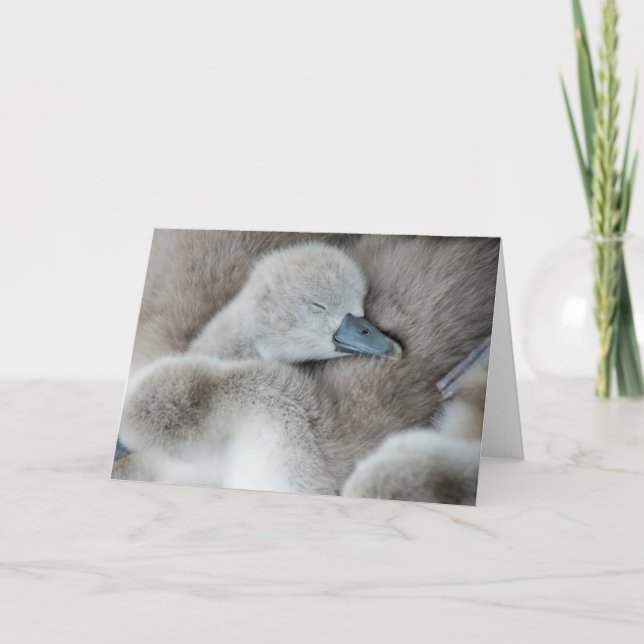 Cartão Bebês Mais Pobres | Bebê-Mute Swan (Frente)
