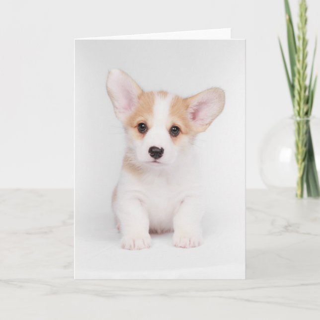 Cartão Bebês Mais Pobres | Corgi Branco (Frente)