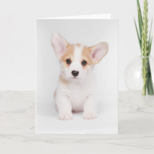 Cartão Bebês Mais Pobres   Corgi Branco
