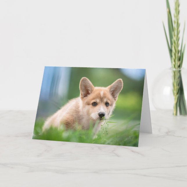 Cartão Bebês Mais Pobres | Corgi Puppy no Yard (Frente)