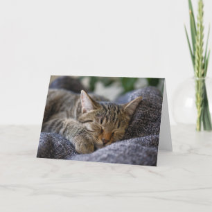 Cartão Bebês Mais Pobres Dormir De Tabby Kitten