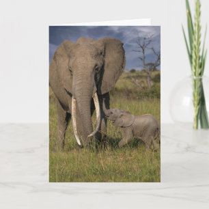 Cartão Bebês Mais Pobres Elefante Amama Com Bebê