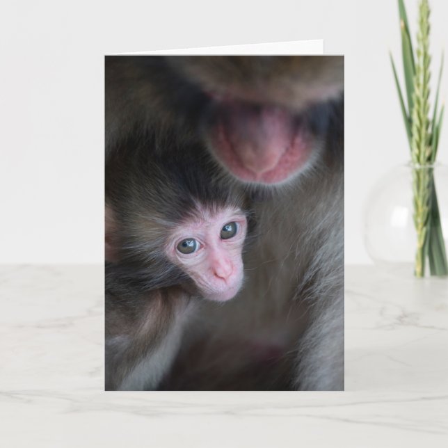 Cartão Bebês Mais Pobres | Macaco Baby Macaque e Mãe (Frente)
