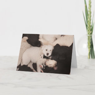 Cartão Bebês Mais Pobres   Pilha de mamilos