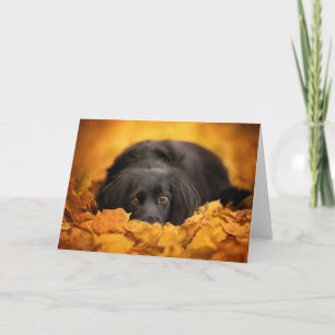 Cartão Bebês Mais Pobres   Puppia Espanhola Negra