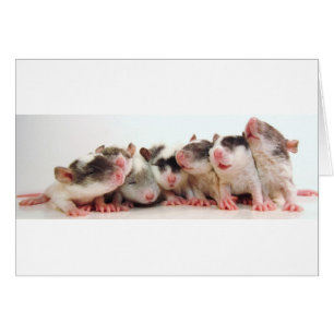 Cartão Bebês parvos do menino