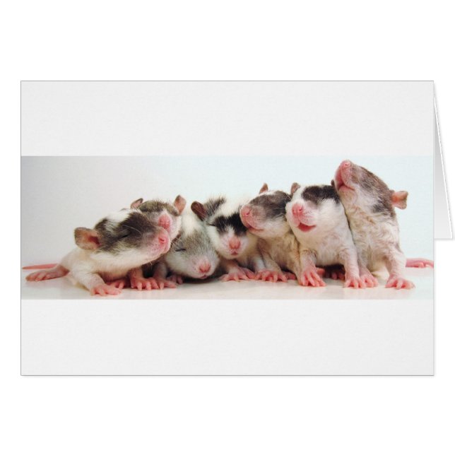 Cartão Bebês parvos do menino (Frente Horizontal)