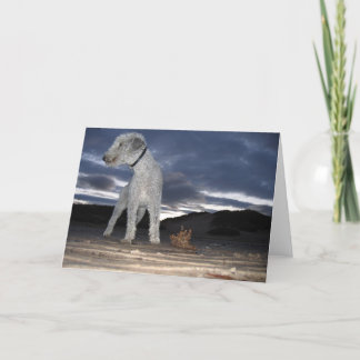 CARTÃO BEDDY NA PRAIA