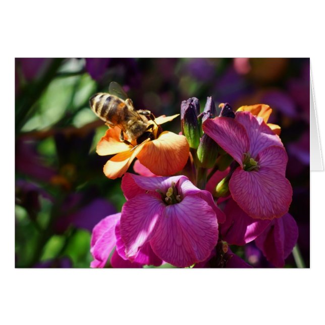 Cartão Bee 'n Beauty (Frente Horizontal)