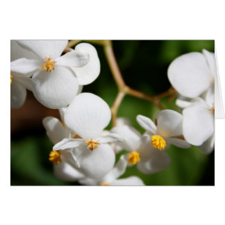 Cartão Begonia