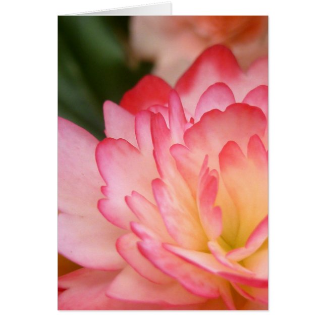 Cartão Begonia Soul Blossom (Frente)