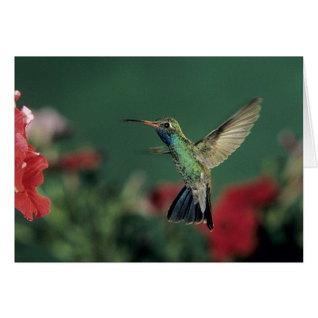 Cartão Beija-flor-de-bico-largo, Cynanthus (Frente Horizontal)