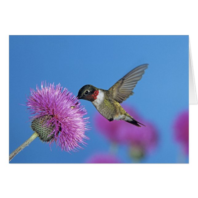 Cartão Beija-flor-de-garganta-rubí (Frente Horizontal)