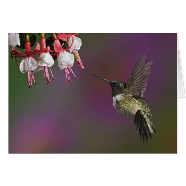 Cartão Beija-flor-de-garganta-rubí-macho (Frente Horizontal)