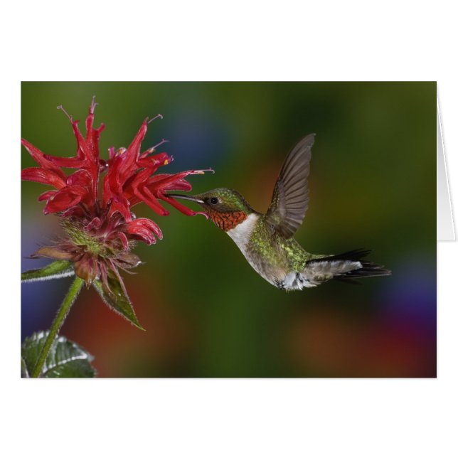 Cartão Beija-flor-macho-de-pescoço-rubro (Frente Horizontal)