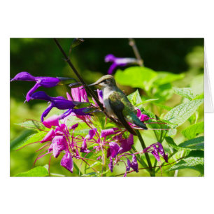 Cartão Beija-flor no Colorido da Natureza da Hortelã Beij