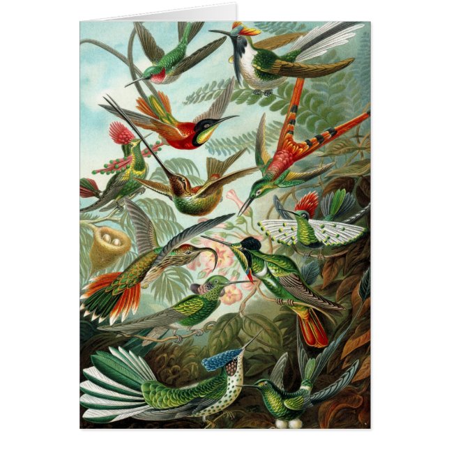 Cartão Beija-flores por Ernst Haeckel, Árvores de Pássaro (Frente)