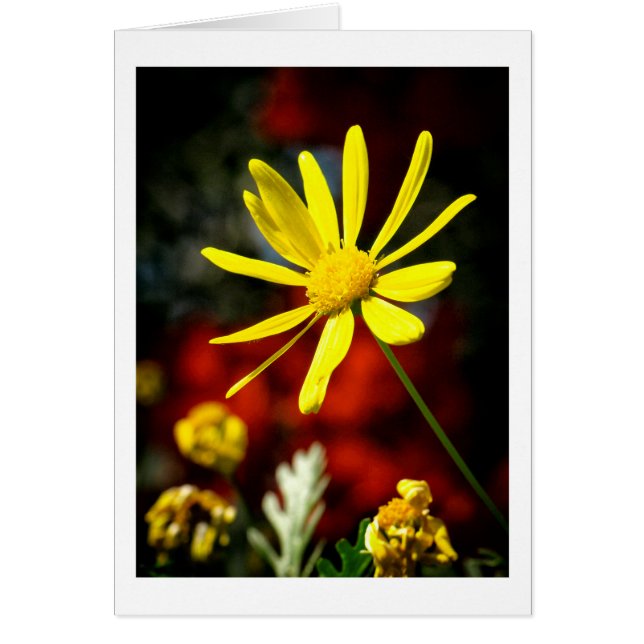 Cartão Beijado pelo Sol (Frente)