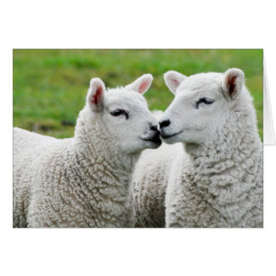 Cartão Beije e compo