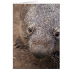 Cartão Beijo de Wombat