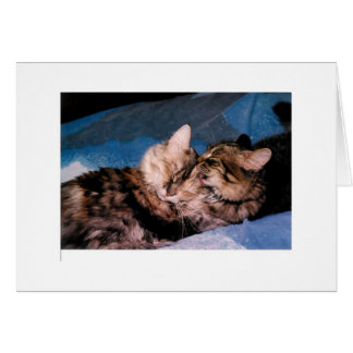 Cartão beijo do gato