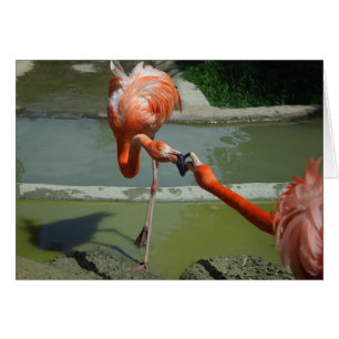 Cartão Beijo Flamingo