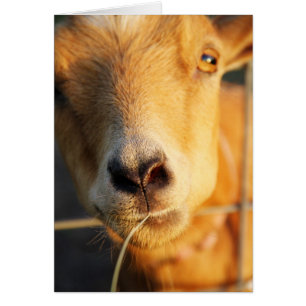 Cartão Beijos da cabra