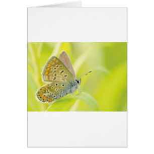 Cartão Bela Borboleta Azul Detectada