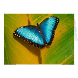 Cartão Bela Borboleta Iridescente