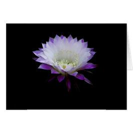 Cartão Bela da bola, cacto noturno florescente