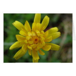 Cartão Bela flor amarela silvestre, dandelion