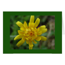 Cartão Bela flor amarela silvestre, dandelion