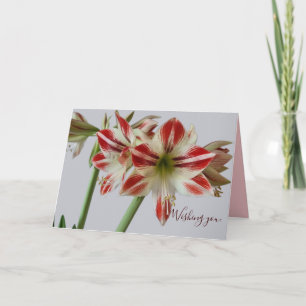 Cartão Bela flor de Amarílis & texto personalizado de ani