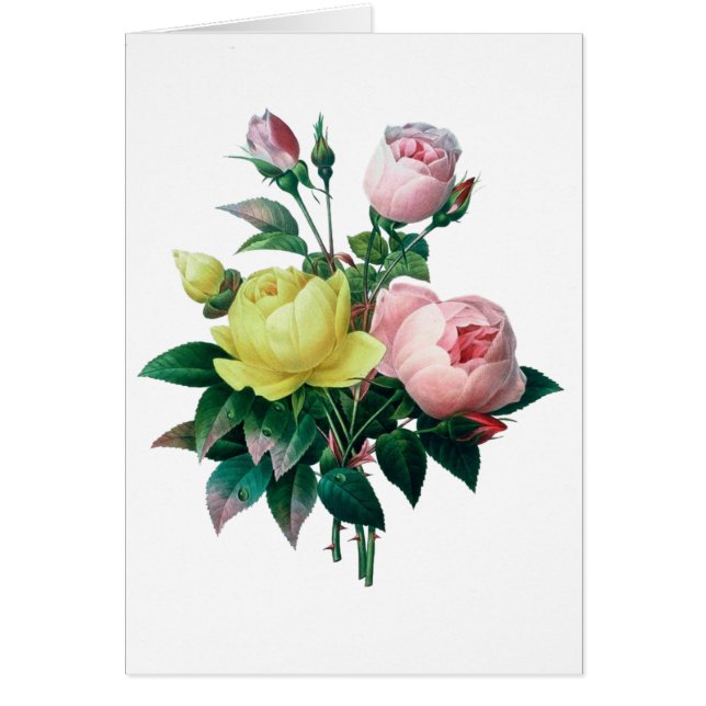 Cartão bela ilustração botânica vintage, rosa (Frente)