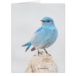 Cartão Bela Montanha Bluebird