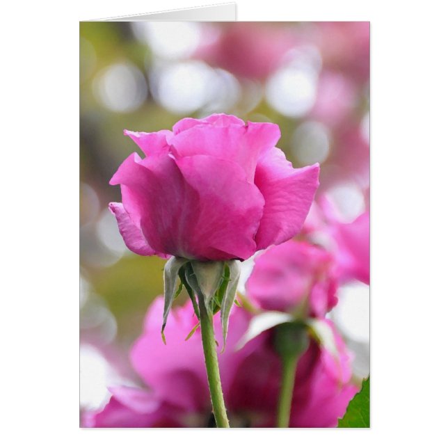 Cartão Bela Rosa Rosa Chocante (Frente)