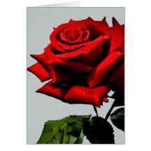 Bela Rosa Vermelha Floral Natureza 