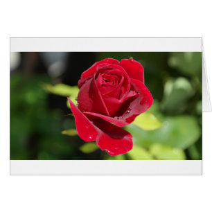 Cartão Bela Rosa vermelha Profunda